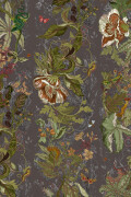 Colour Clove