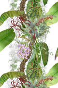 Colour Original